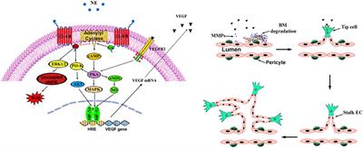 A promising case of preclinical-clinical translation: β-adrenoceptor blockade from the oxygen-induced retinopathy model to retinopathy of prematurity